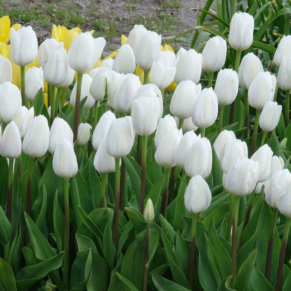 Triumph-Tulpen Royal Virgin - Tulipa 'royal virgin' - Bakker