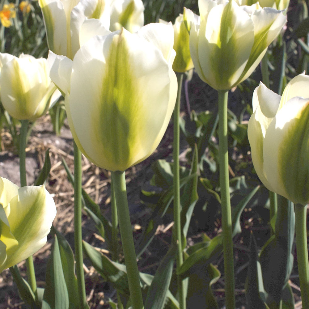 Triumph-Tulpen Green Spirit - Tulipa 'green spirit' - Bakker