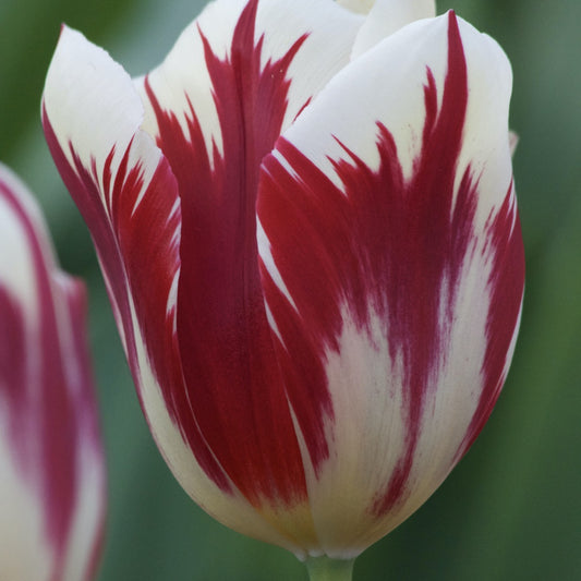 Triumph-Tulpen ‘Grand Perfection’ (x10) - Bakker