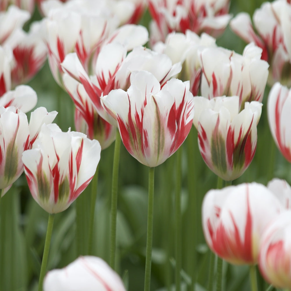 Viridiflora-Tulpen Flaming Spring Green - Bakker