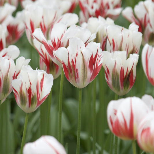 Viridiflora-Tulpen Flaming Spring Green - Bakker