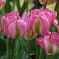Viridiflora-Tulpen Groenland - Tulipa 'groenland' - Bakker