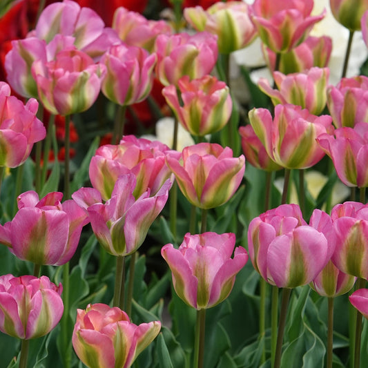 Viridiflora-Tulpen Groenland - Bakker