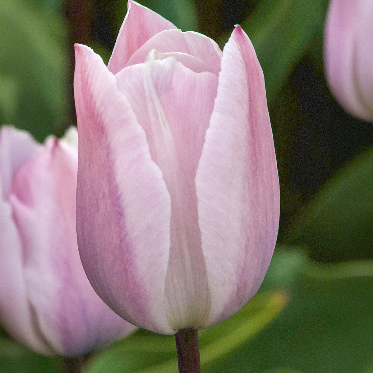 Triumph-Tulpen Silver Cloud - Bakker