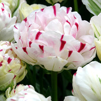 Tulpe 'Dance Line' gefüllt (x7) - Bakker