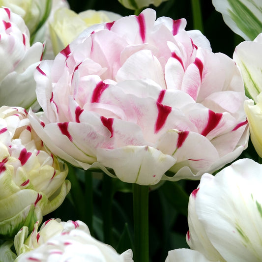 Tulpe 'Dance Line' gefüllt (x7) - Bakker
