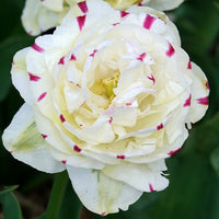 Tulpe 'Dance Line' gefüllt (x7) - Tulipa Danceline - Bakker