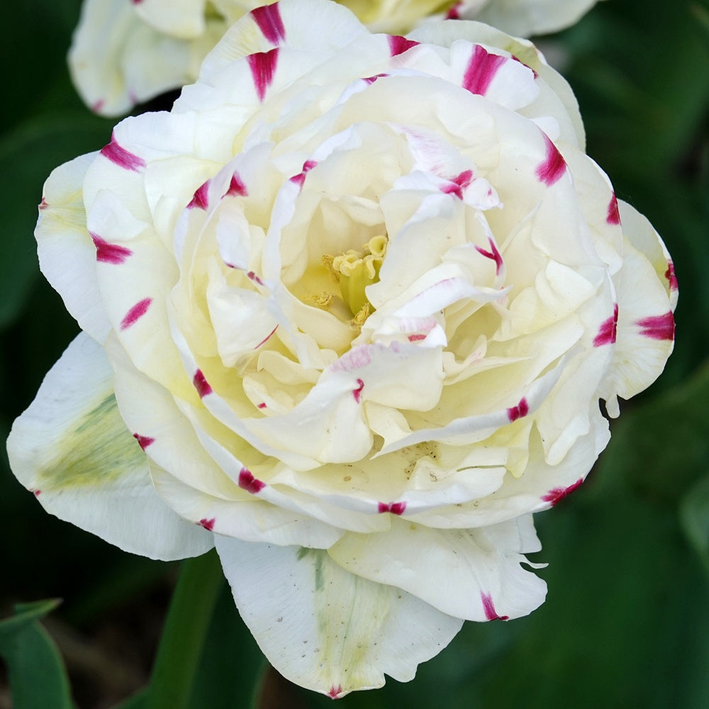 Tulpe 'Dance Line' gefüllt (x7) - Tulipa Danceline - Bakker
