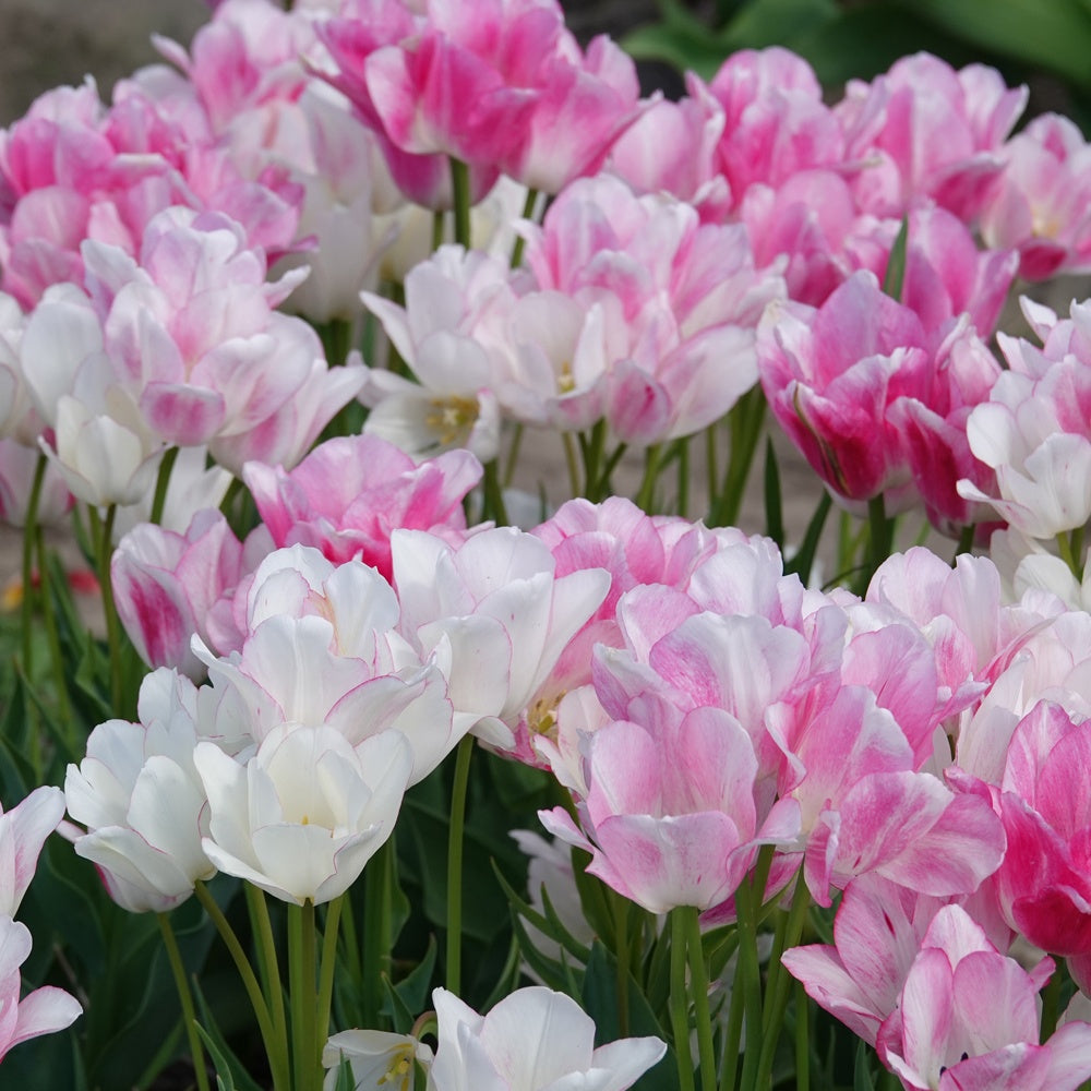 Pluriflores-Tulpen Candy Club - Tulipa Candy Club - Bakker
