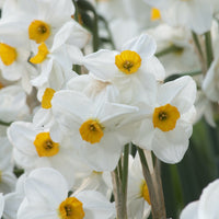 Narzissen Geranium (x5) - Narcissus 'geranium' - Bakker