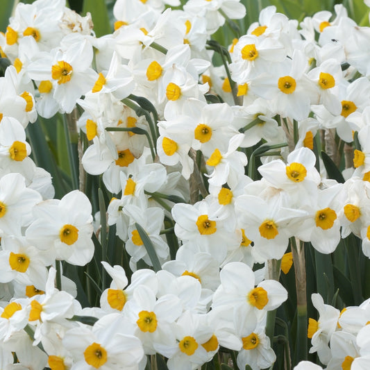 Narzissen Geranium (x5) - Bakker