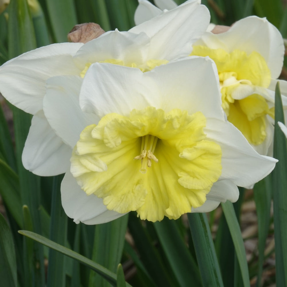 Narcissus 'ice follies' - Narzissen mit großer Krone Ice Follies (x5) - Narzissen-Zwiebeln
