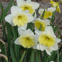 Narzissen mit großer Krone Ice Follies (x5) - Narcissus 'ice follies' - Bakker