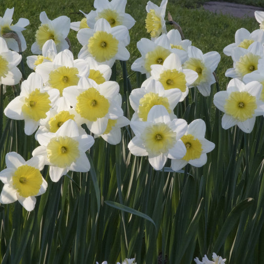 Narzissen mit großer Krone Ice Follies (x5) - Bakker