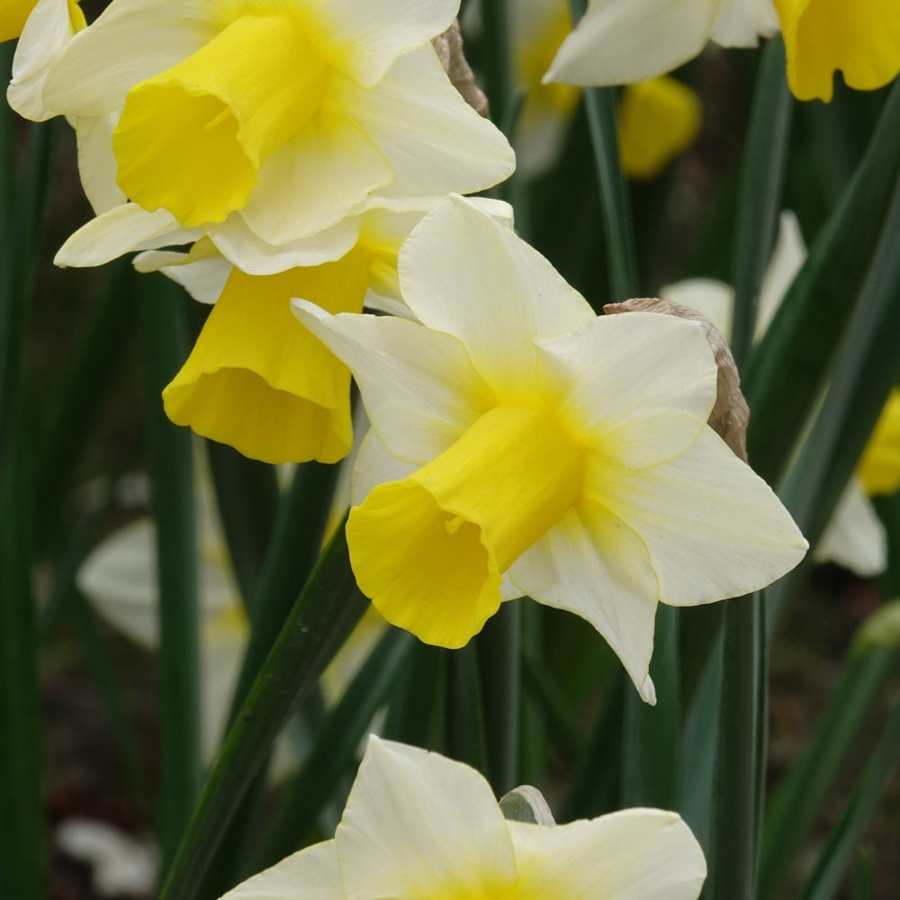 Narzissen Golden Echo (x7) - Bakker