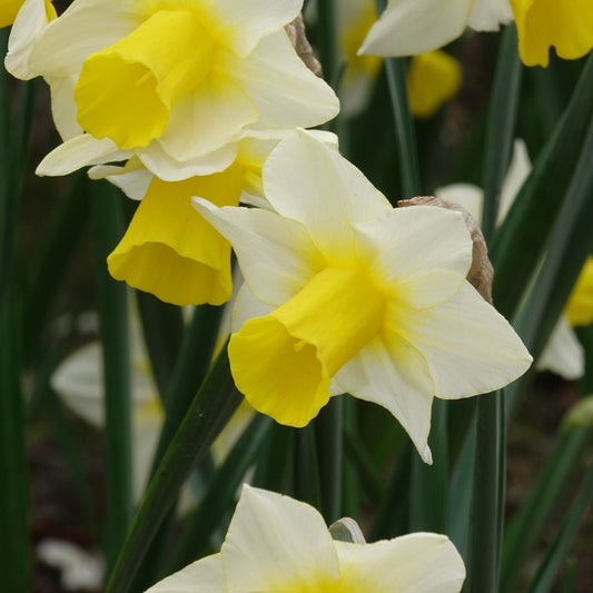 Narzissen Golden Echo (x7) - Bakker