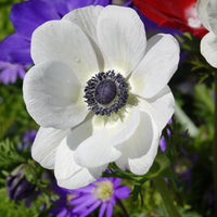 Kronen-Anemonen ‘The Bride’ - Bakker