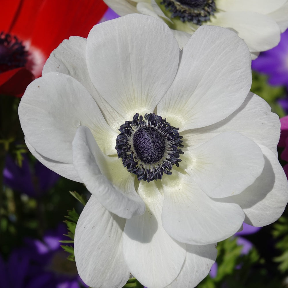 Kronen-Anemonen ‘The Bride’ - Anemone coronaria 'the bride' - Bakker