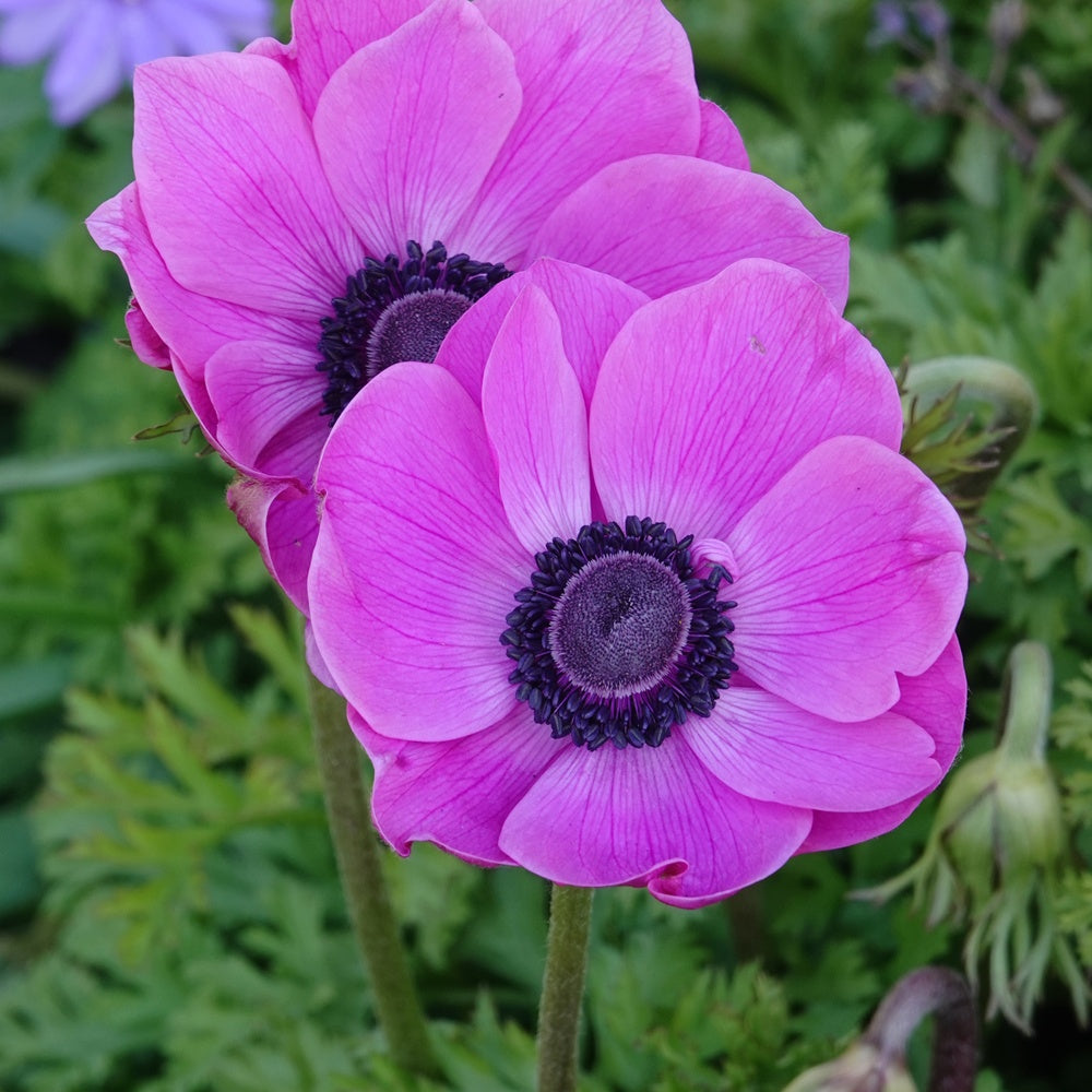 Anemonen coronaria - Rosa - Anemone 'sylphide' - Bakker