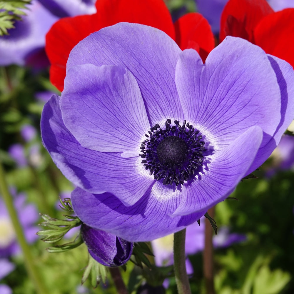 Anemonen coronaria - Blau - Anemone 'm.fokker' - Bakker