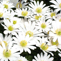 Griechische Anemonen White Splendour - Bakker
