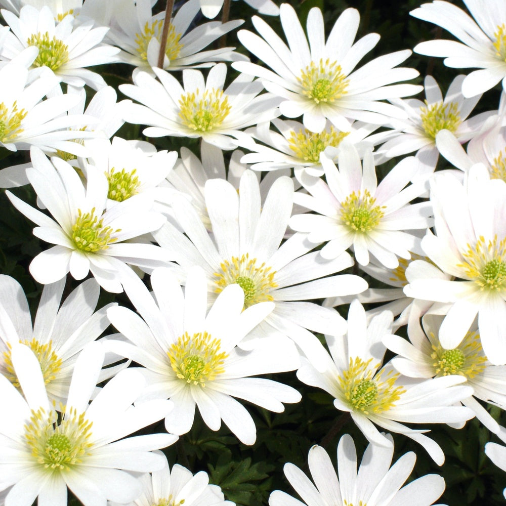 Griechische Anemonen White Splendour - Bakker