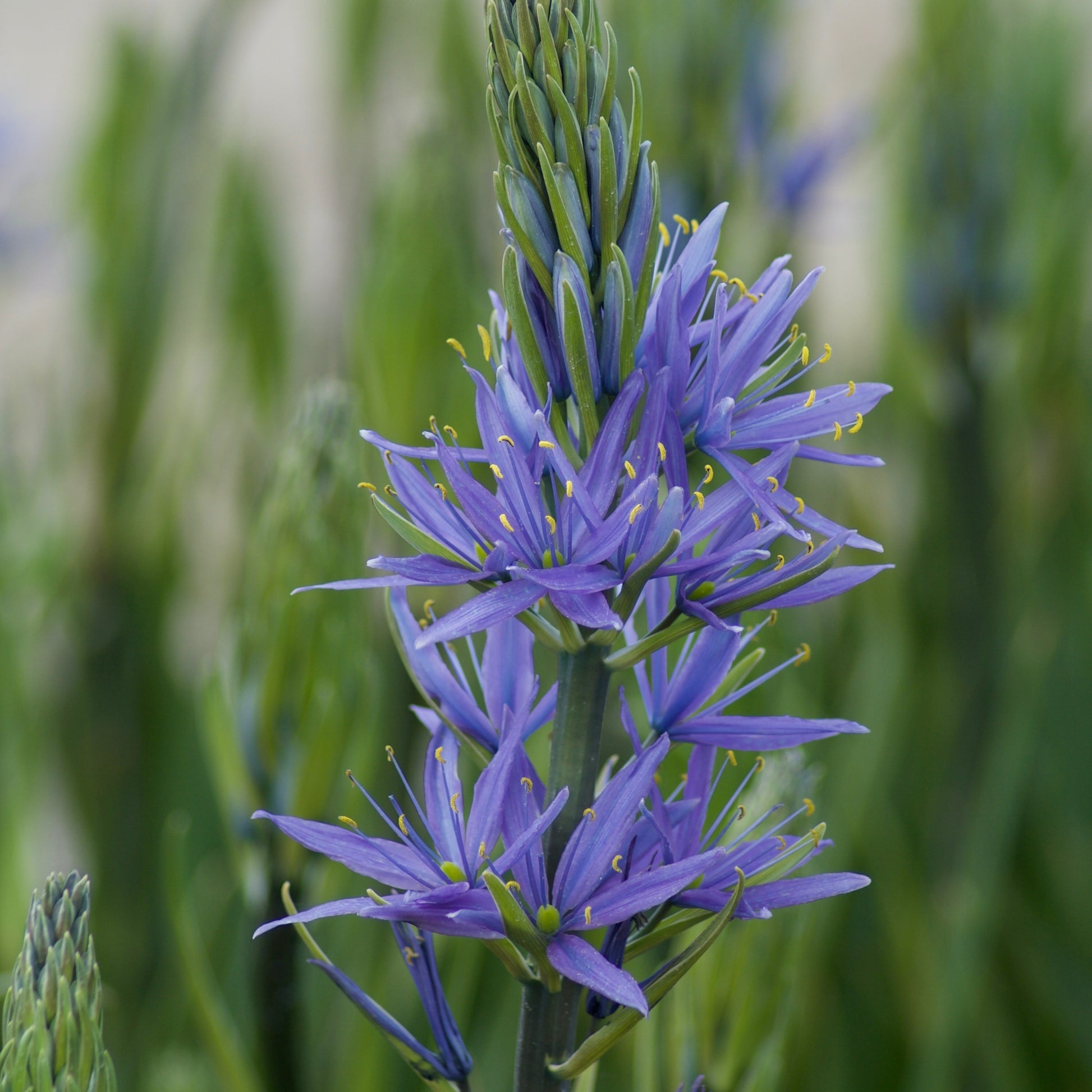 Camassia leichtlinii suksdorfii blau (x3) - Bakker