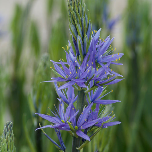 Camassia leichtlinii suksdorfii blau (x3) - Bakker