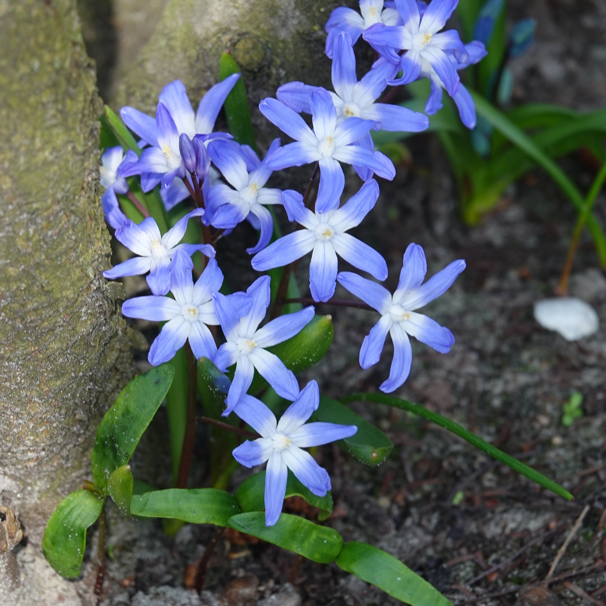 Schneeglanz ‘Forbesii’ (x20) - Chionodoxa 'forbesii' - Bakker