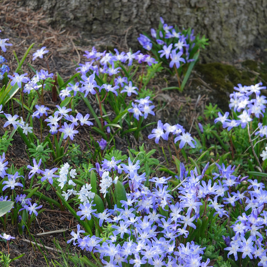 Schneeglanz ‘Forbesii’ (x20) - Bakker