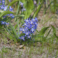 Schneeglanz Luciliae - Bakker