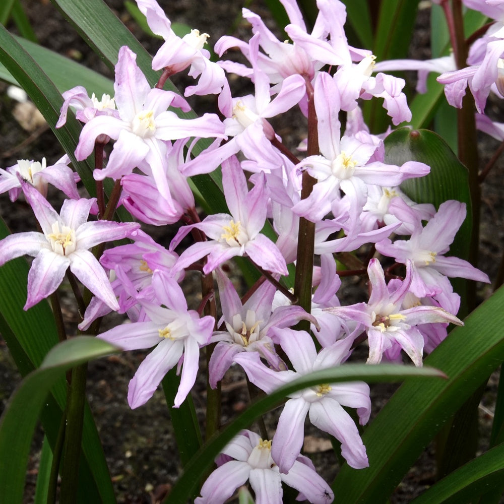 Schneeglanz Pink Giant - Chionodoxa 'pink giant' - Bakker