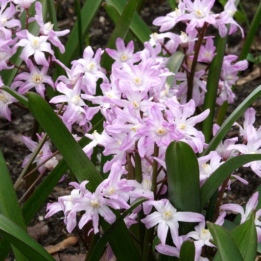 Schneeglanz Pink Giant - Bakker