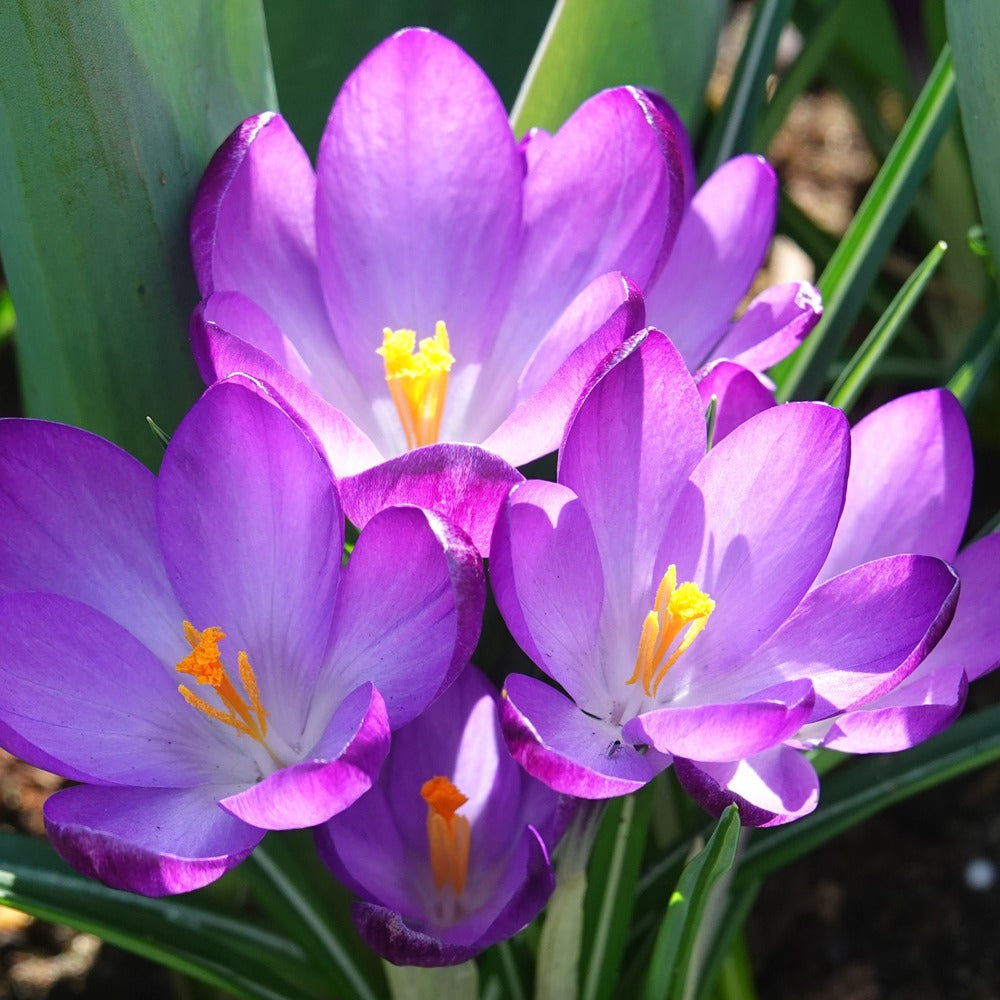 Hybridkrokusse Ruby Giant - Bakker