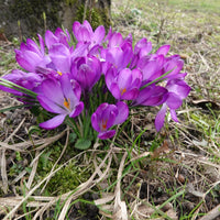 Hybridkrokusse Ruby Giant - Crocus 'ruby giant' - Bakker