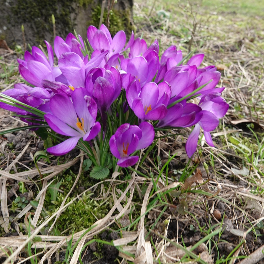 Hybridkrokusse Ruby Giant - Crocus 'ruby giant' - Bakker