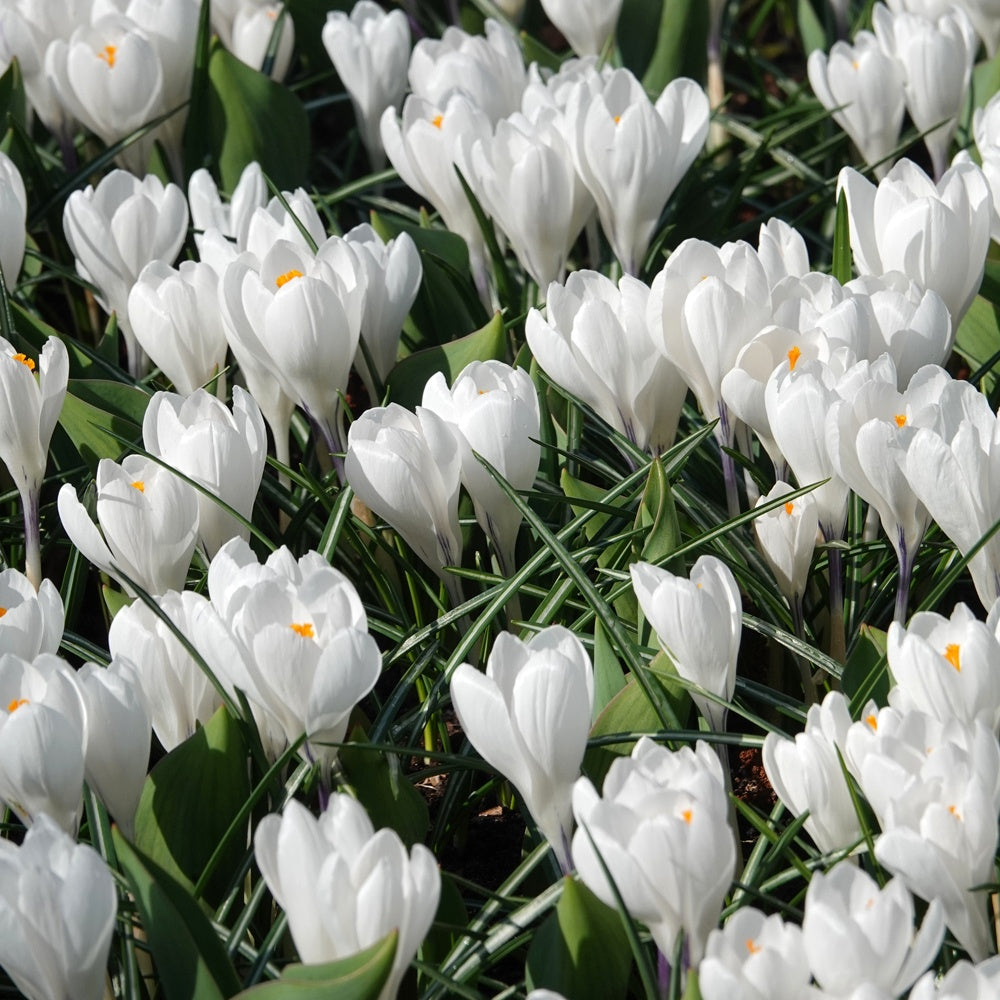 Krokus 'Jeanne d'Arc' (x10) - Crocus 'jeanne d'arc' - Bakker