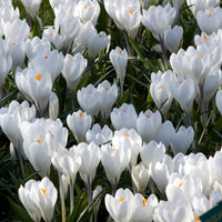 Krokus 'Jeanne d'Arc' (x10) - Bakker