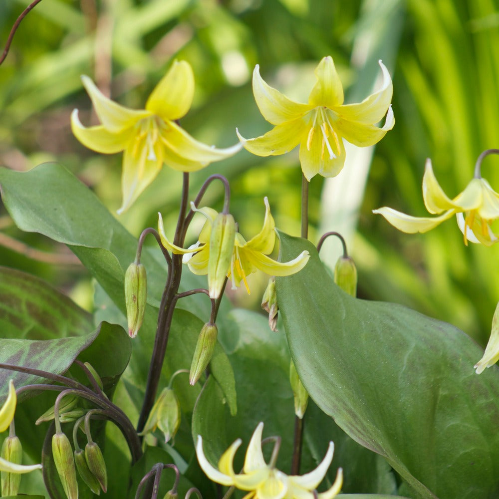 Hundszahn-Lilie 'Pagoda' - Erythronium 'pagoda' - Bakker
