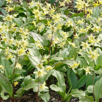 Erythronium 'pagoda' - Hundszahn-Lilie 'Pagoda' - Frühlingszwiebeln