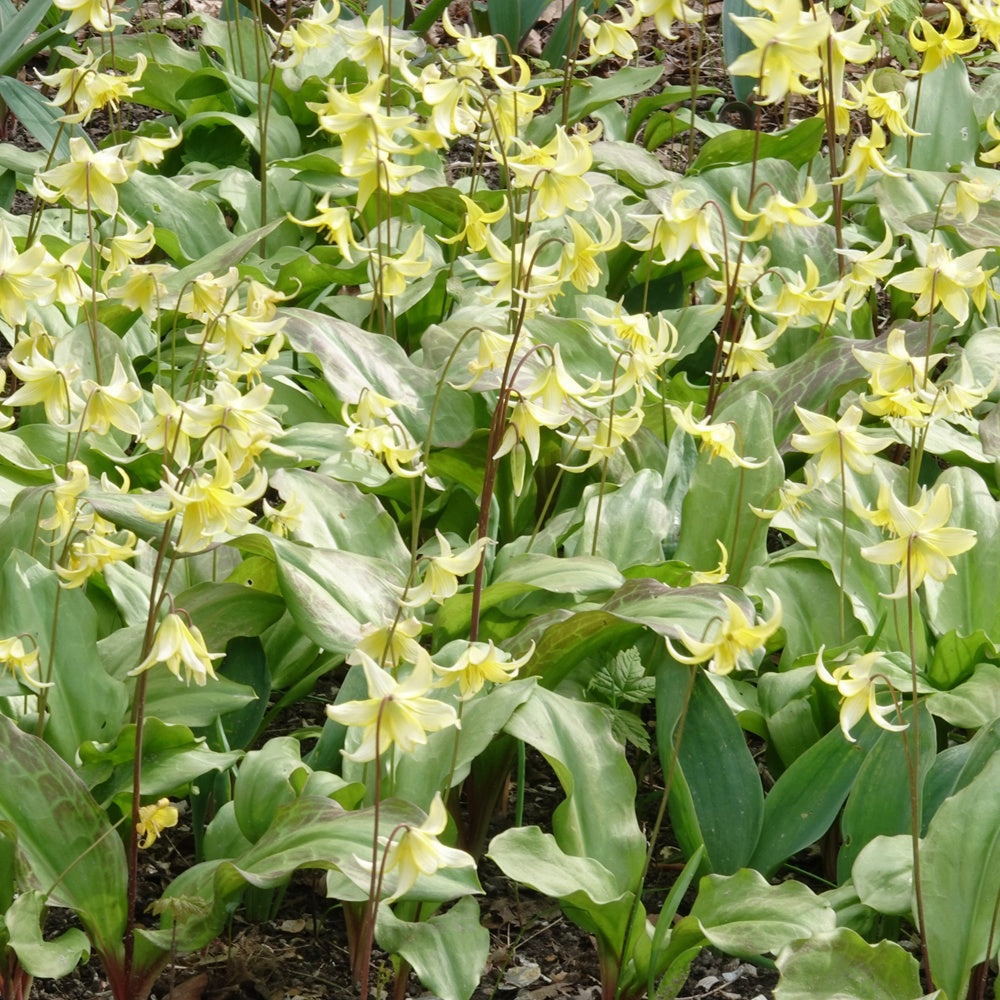 Erythronium 'pagoda' - Hundszahn-Lilie 'Pagoda' - Frühlingszwiebeln