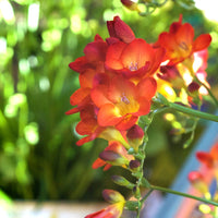 Freesien rot (x15) - Bakker