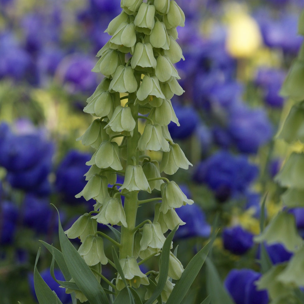 Persische Kaiserkrone 'Ivory Bells' - Bakker