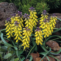 Gelbe Traubenhyazinthen 'Golden Fragrance' - Bakker