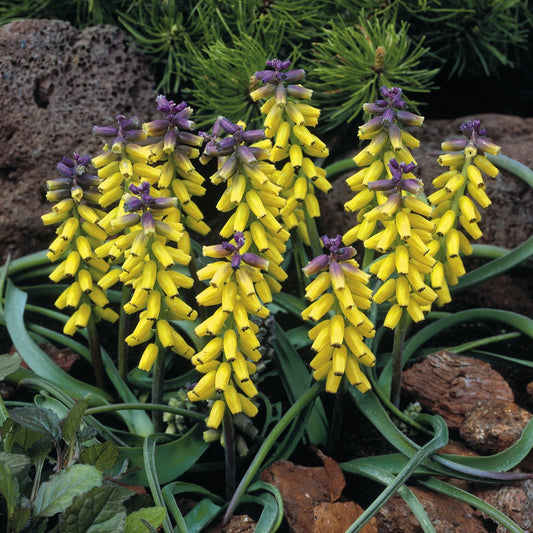 Gelbe Traubenhyazinthen 'Golden Fragrance' - Bakker