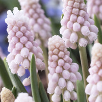 Rosa Traubenhyazinthen 'Pink Sunrise' - Muscari 'pink sunrise' - Bakker