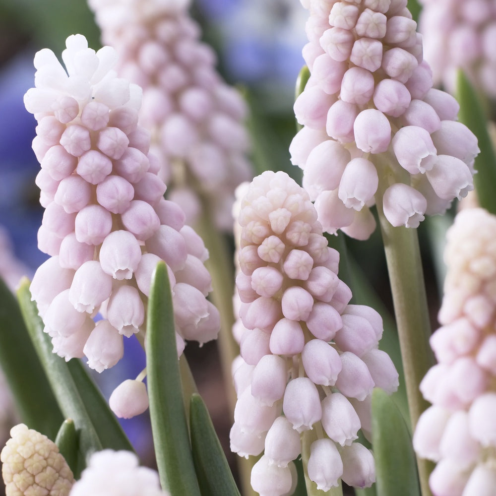 Rosa Traubenhyazinthen 'Pink Sunrise' - Muscari 'pink sunrise' - Bakker