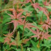 Japanischer Ahorn - Fächerahorn Phoenix - Acer palmatum phoenix