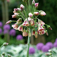Bulgarischer Lauch 'Bulgaricum' (x15) - Bakker