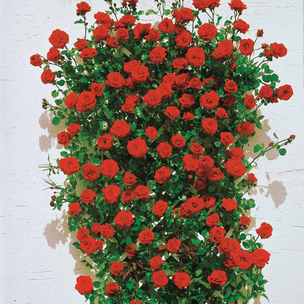 Kletterrosen - Kletterrose ‘Santana’® - Rosa santana ®